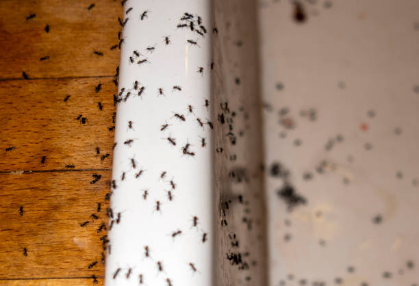 Flea Control Services in East Point, GA