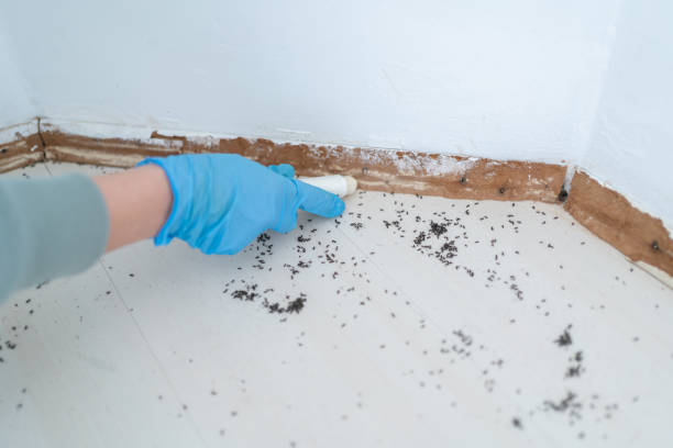 Best Termite Control Services  in East Point, GA